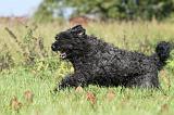 BOUVIER DES FLANDRES 123